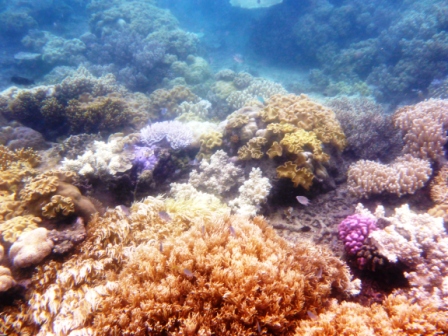 A21 GBR 0316 Coral 12