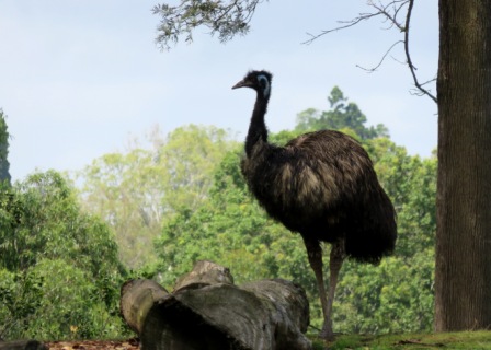 A22 Bris 0313 LPKS Emu 1