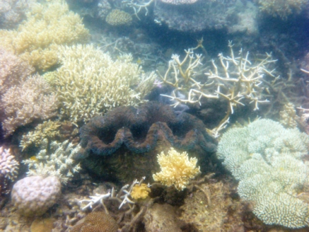 A22 GBR 0316 Giant Clam 1