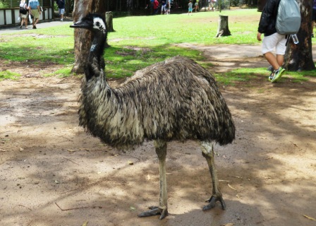 A23 Bris 0313 LPKS Emu 2