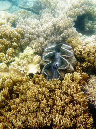 A23 GBR 0316 Giant Clam 2 open