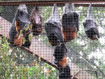 A24 Bris 0313 LPKS Grey Haired Flying Fox