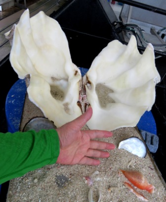 A24 GBR 0316 Giant Clam Shell