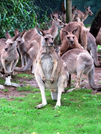 A25 Bris 0313 LPKS Kangaroos Standing