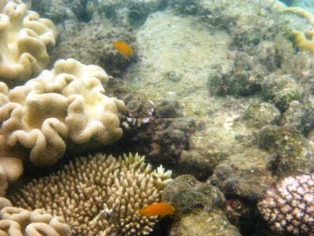 A25 GBR 0316 Coral &amp; Fish 1