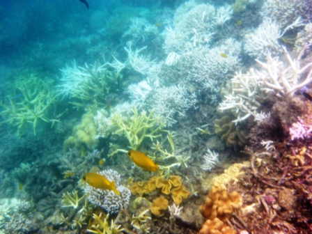 A26 GBR 0316 Coral &amp; Fish 2