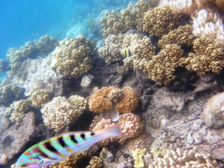 A27 GBR 0316 Coral &amp; Fish 3