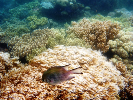 A28 GBR 0316 Coral &amp; Fish 4