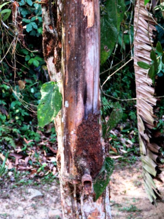 A29 0322 KK MM Bee 3 bamboo hive