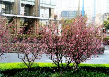 A29 0326 Shang Trees in Bloom 1