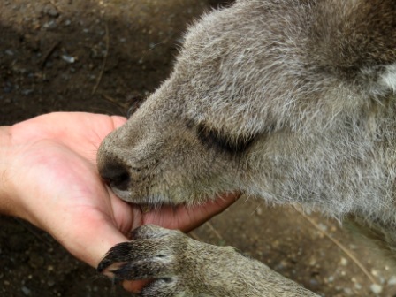 A29 Bris 0313 LPKS Kangaroo Feed