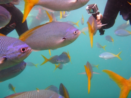 A30 GBR 0316 Yellow fish 2