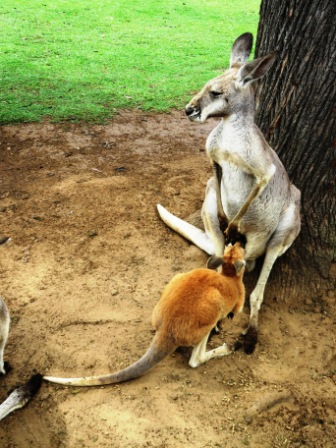 A31 Bris 0313 LPKS Kangaroo Joey Feed