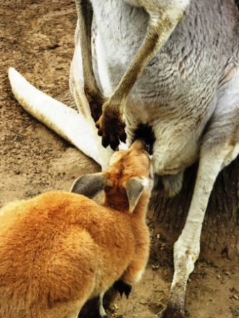 A32 Bris 0313 LPKS Kangaroo Joey Feed Close