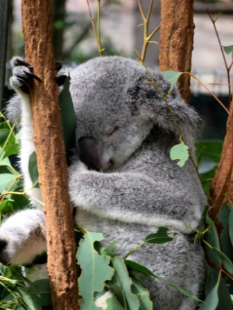 A34 Bris 0313 LPKS Koala 2