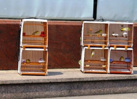 A35 0326 Shang OT Street 5 birds