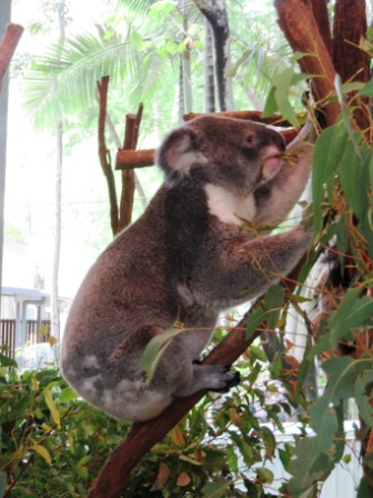 A35 Bris 0313 LPKS Koala 3