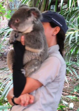 A36 Bris 0313 LPKS Koala 4