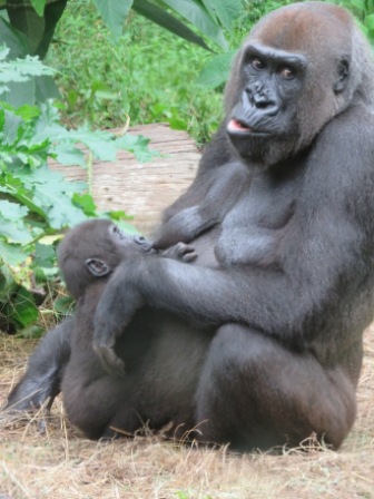 A50 SYD 0310 Zoo Ape Feeding