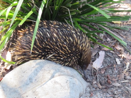 A51 SYD 0310 Zoo Echinda