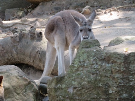 A52 SYD 0310 Zoo Kangaroo