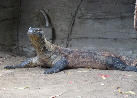 A53 SYD 0310 Zoo Kimono Dragon