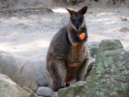 A55 SYD 0310 Zoo Wallaby Feeding