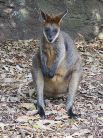A56 SYD 0310 Zoo Wallaby