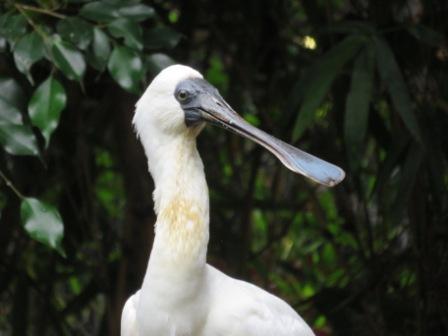 A57 SYD 0310 Zoo White bird