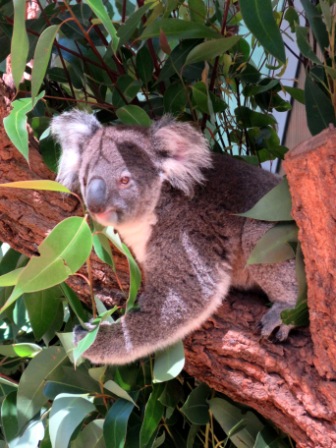 A59 SYD 0310 Zoo Koala in Tree
