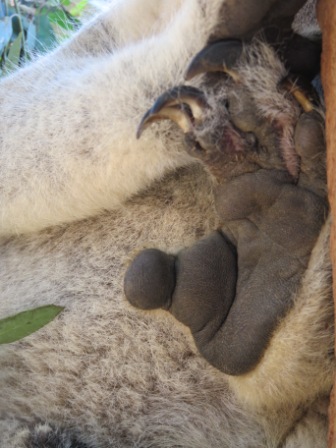 A61 SYD 0310 Zoo Koala Paw Thumb