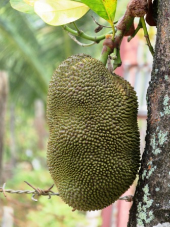 A07 Sih Gen Breadfruit