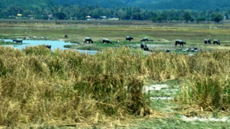 A23 Lank Water Buffalo