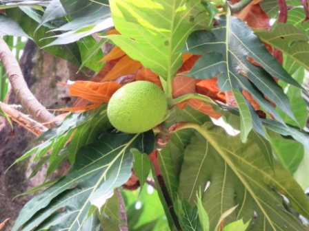 A29 Kochin Indo Port Mus 05