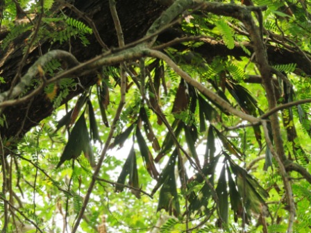 A31 Kochin Indo Port Mus 06