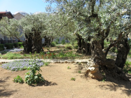 A004 Israel Gethsemane 01